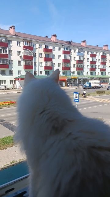 "ПОСАДКУ РАЗРЕШАЮ !" #kittten #katten #funnycat #cute #catlover #милыекоты смотреть онлайн