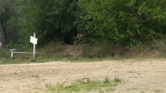 Хроники дикого пляжа - анонс Хроники Измен 7 серии новое брачное чтиво 2018 смотреть онлайн