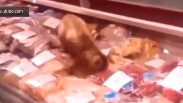 Кот гурман во Владивостоке смотреть онлайн