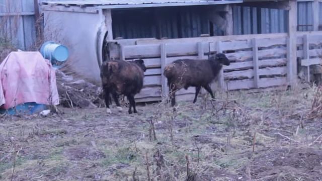 Уйди с дороги, баран! (Get out of the way, sheep!) смотреть онлайн