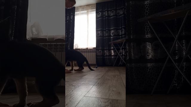 как научить щенка после команды стоять сразу не садит?