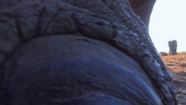 camera elefант смотреть онлайн