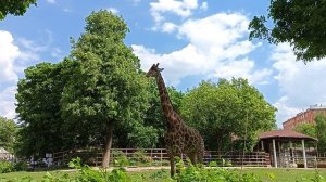 Московский зоопарк. Жираф, высоко глядит и подошёл близко к посетителям, красавец!