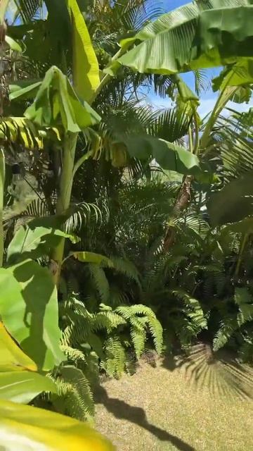 Guava Shack смотреть онлайн