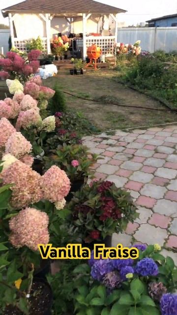 Vanilla Fraise ( Ванилла Фрайз) сентябрь 2024 #гортензия #сад #цв смотреть онлайн