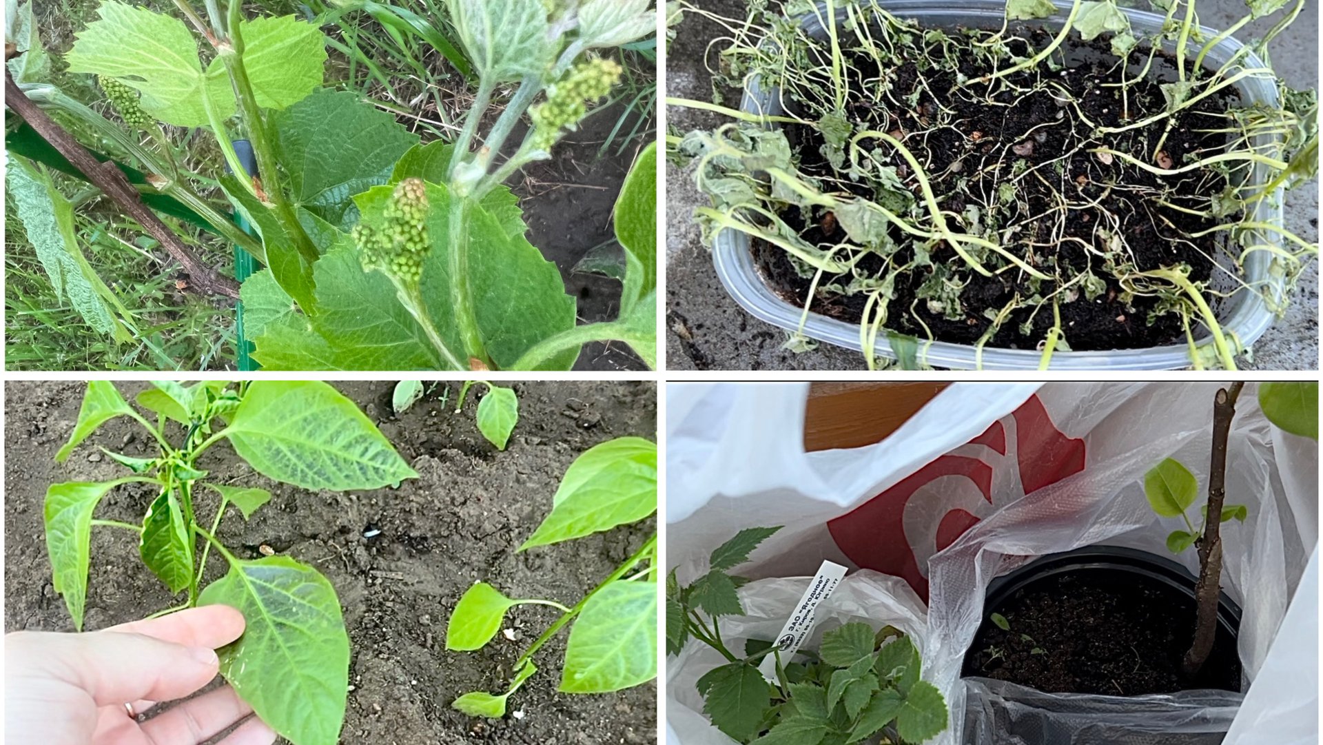 28 мая. На даче. Почернели листы у перца. Агератум сгорел. Посадка груши и ежевики. Виноград зацвел смотреть онлайн