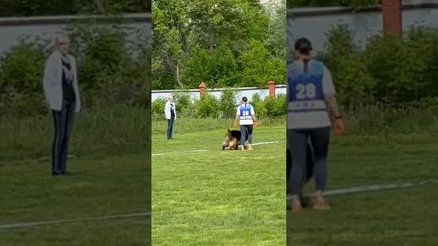 2 Отл. СС Марвил Юнион ТАЙФУН +++ №28 / КЧК УФА 17 мая`25 Н.Морева Моно немецких овчарок