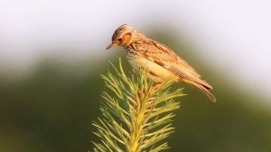 Пение птиц. Жаворонок лесной