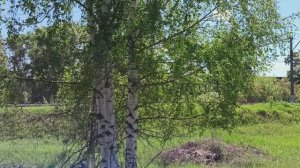 ПОДАРИ, БЕРЁЗКА, МНЕ СВОИ СЕРЁЖКИ!