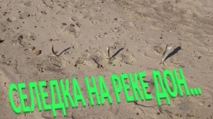 СЕЛЕДКА НА РЕКЕ ДОН, КАК И ГДЕ, ЛОВИТЬ …