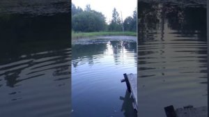 РЫБАЛКА НА КАРАСЯ ЛЕНИНГРАДСКАЯ ОБЛАСТЬ 🎣🎣🎣