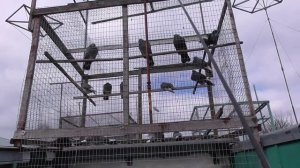 Курские голуби  15 апреля 2025 г.