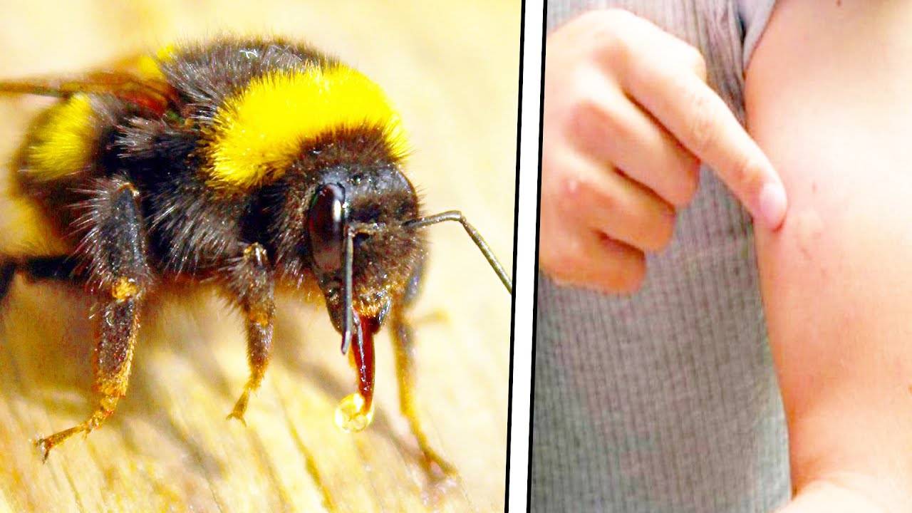 Все о животных