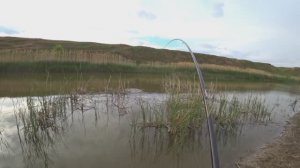 САЗАН ПОШЕЛ! Рыбалка на поплавочную удочку на притоке Дона!