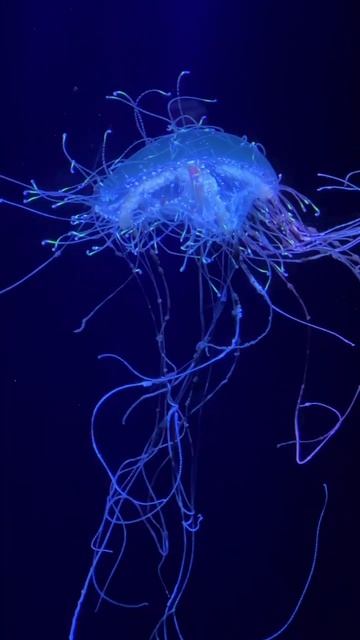 Okinawa Aquarium смотреть онлайн