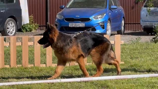 БЕБИ КОБЕЛИ ДШ / КЧК БРОННИЦЫ 25 мая`25 F.Bogoeski, О.Васильев Моно немецких овчарок