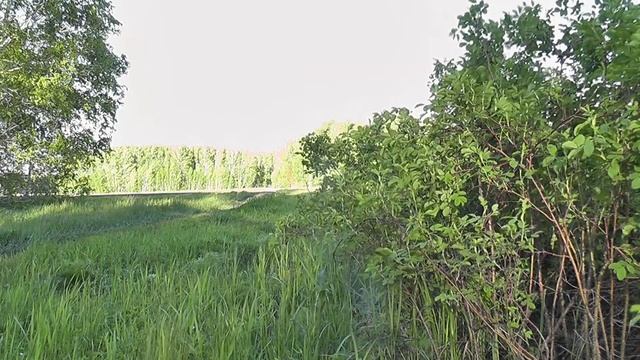 Пение перелётных птиц.День 2. смотреть онлайн