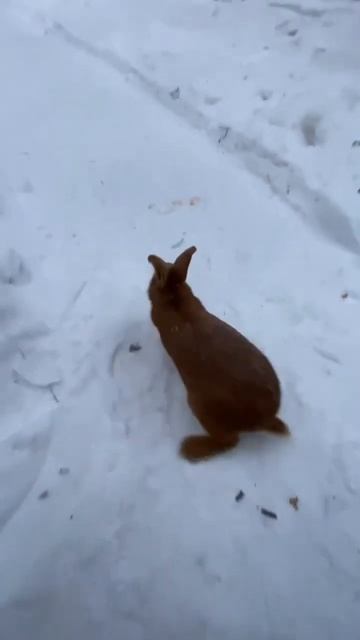 Кролики в Сибири смотреть онлайн