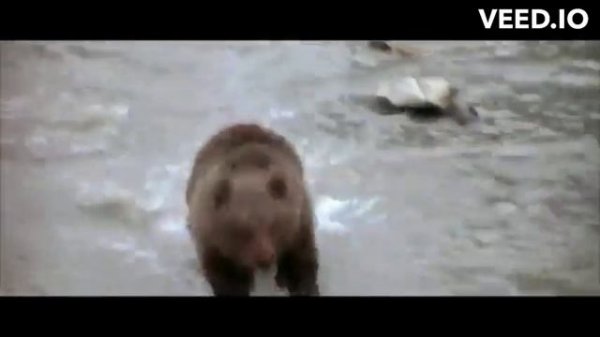 Dash Berlin - Never Cry Again (When you come home to me) Vs Wild life and Funny cartoon