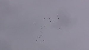 Курские голуби  30 мая 2025 г.