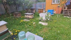 Предупреждаем роение и получаем мёд.