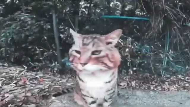 Кот носок (Мем, песня 10 часов) смотреть онлайн