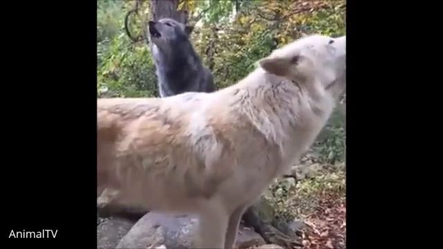 Звуки волков / Вой и рычание волка / Вой волка