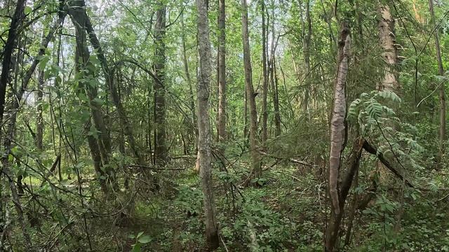 Прогулка по опушке леса. Всем кислородного утра смотреть онлайн