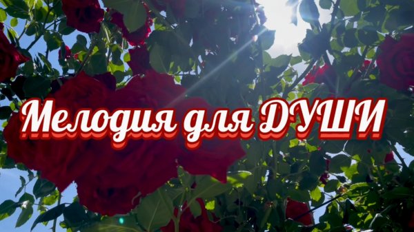 7 февраля день розы. Мелодия для души, только розы