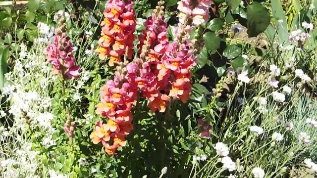 ЦВЕТЫ  ДРУГИЕ   ПВН   А  =  37