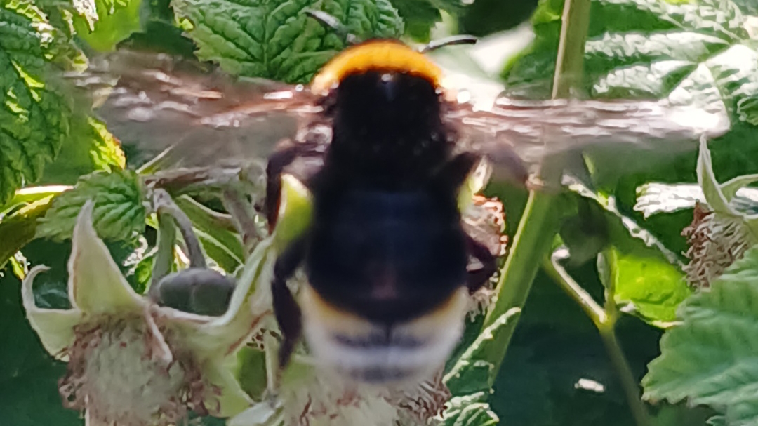 Шмели очень милые и они едят нектар 👍💖#природа #шмель