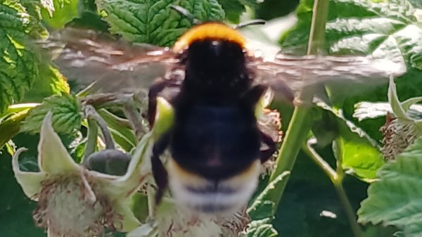 Шмели очень милые и они едят нектар 👍💖#природа #шмель