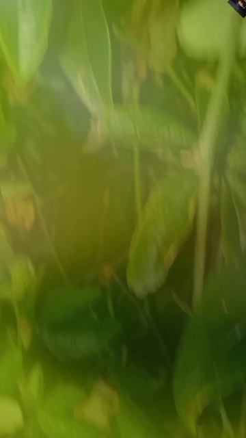 ПАССИФЛОРА смотреть онлайн