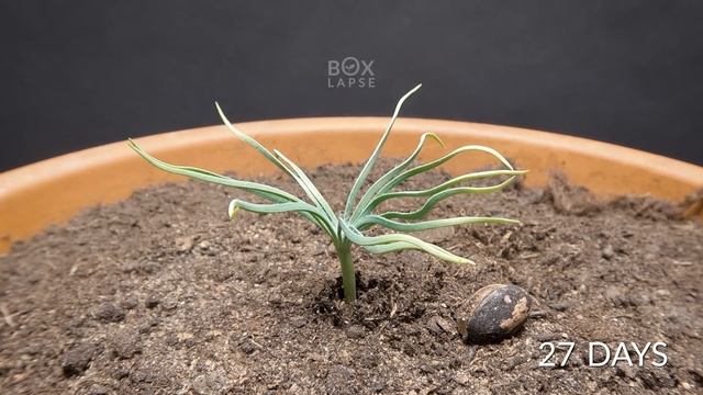 Pine Tree Time-lapse 300 Days смотреть онлайн