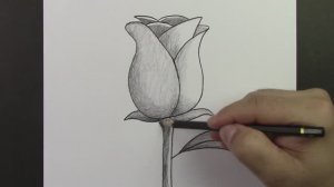 Просто рисуем розу: поэтапный урок карандашом и другие цветы