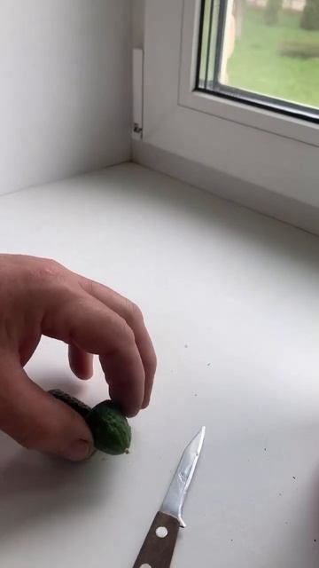 А вы проверьте!!!!😆😉 Почему не растут огурцы на подок? смотреть онлайн