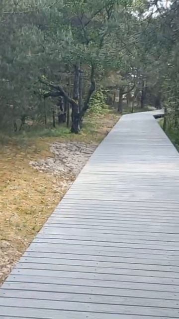 Экотропа на Куршской косе (композитная доска)