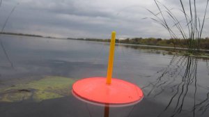 КРУГОМ БРАКОНЬЕРСКИЕ СЕТИ... РЫБАЛКА НА КРУЖКИ. ЛОВИМ ЩУК И ОКУНЯ. Рыбалка 2025