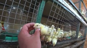 Птицеводство под угрозой: Проблемы и риски 2025 года