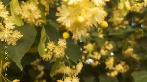 ЛИПА ЦВЕТЫ ЛИПЫ ПОЛЬЗА И ВРЕД ЛИПА ПОЛЕЗНЫЕ СВОЙСТВА ДЛЯ ОРГАНИЗМА