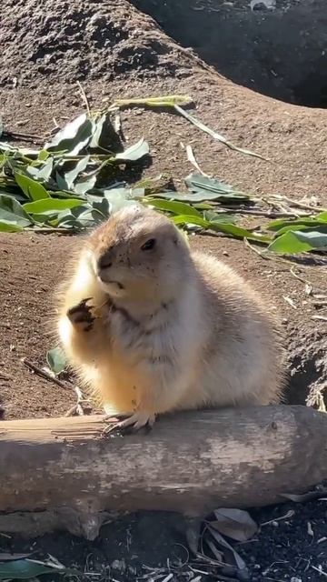 Bobr! ❤️ смотреть онлайн