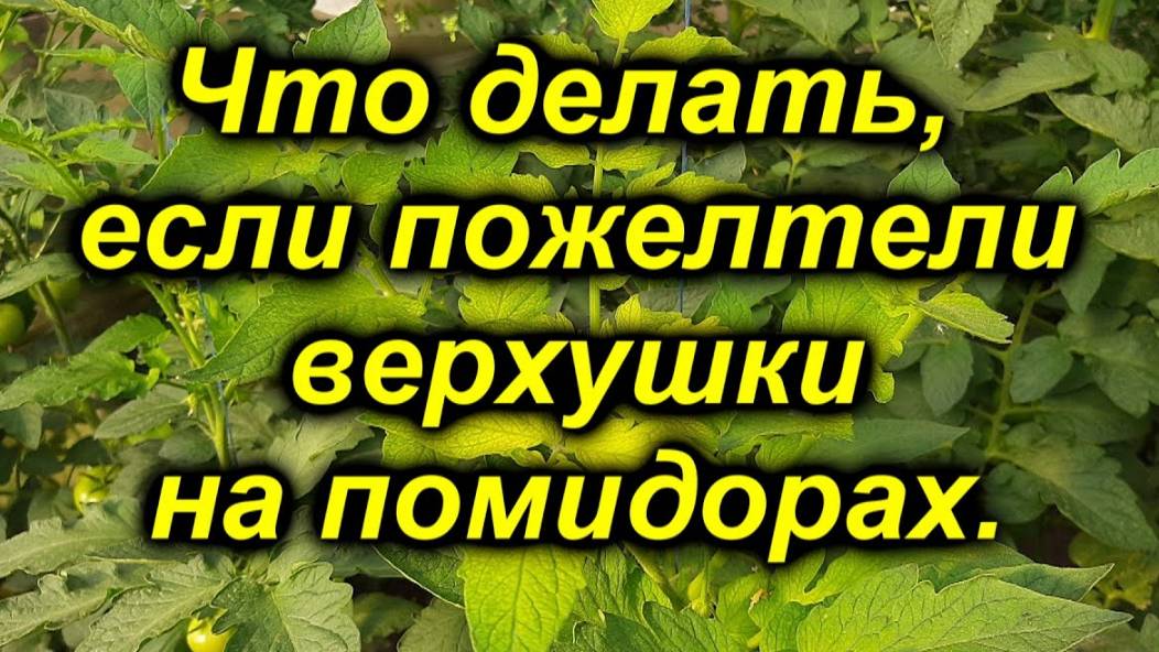 🍅 Почему желтеет верхушка у томатов? Срочное решение проблемы! смотреть онлайн