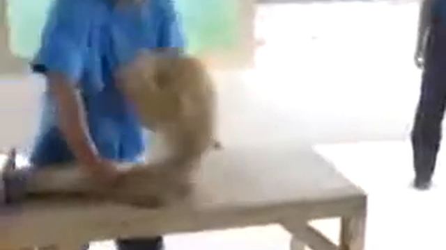 Даже обезьяна занимается спортом!