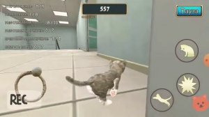 Непонятное место в симуляторе кошки.