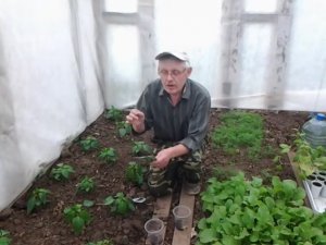 Бобы.Почему нужно садить бобы между растениями.