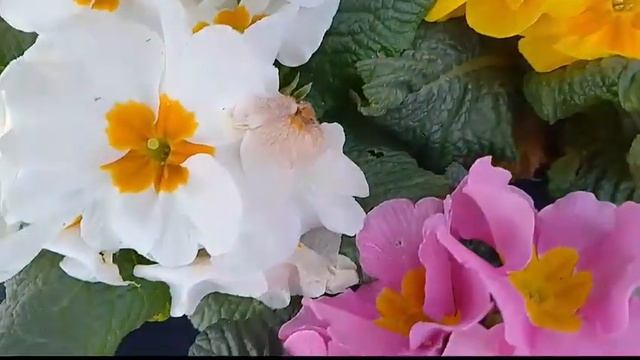 Примула (первоцвет)и маргаритки🌸🌿#цветы#flowers смотреть онлайн
