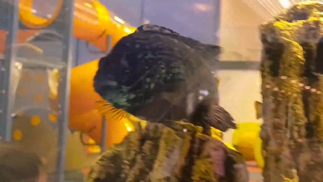 GOLDEN FISHES talk Goldfish🐠🐠🐠🐠🐠 БОЛТАЮТ ЗОЛОТЫЕ РЫБКИ мило смотреть онлайн