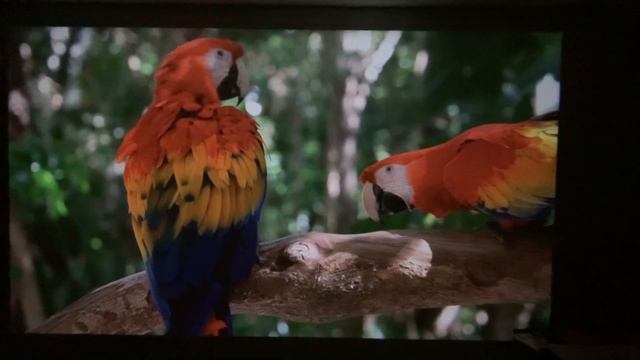 ПРОЕКТОР НА ПОТОЛОК Touyinger X9 pro Mini смотреть онлайн