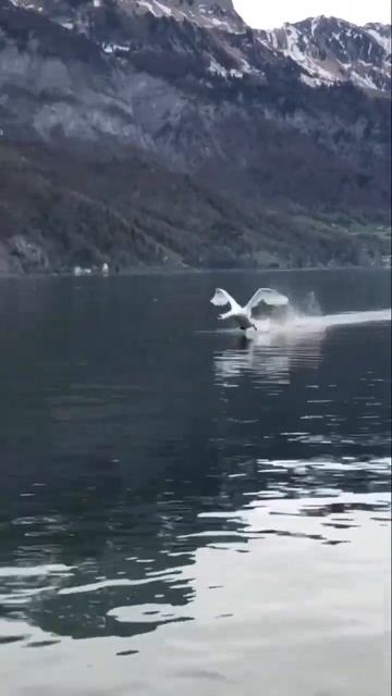 Попытка взлета тяжелого судна ✈️ смотреть онлайн