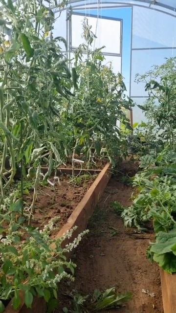 8 июля/Теплица/Так делать нельзя😅 #киров #любимаядача смотреть онлайн